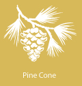 pine cone